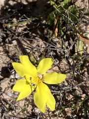 Goodenia pinnatifida
