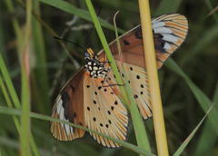 Acraea encedon encedon