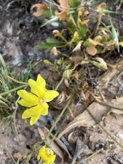 Goodenia pinnatifida