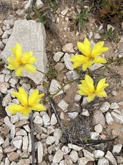 Goodenia pinnatifida