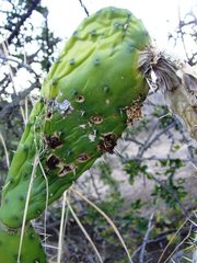 Cactoblastis cactorum