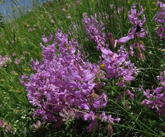 Polygala major