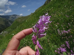 Polygala major