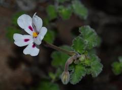 Pelargonium echinatum