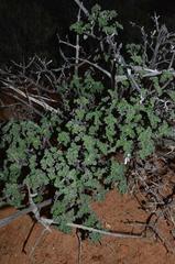 Pelargonium echinatum