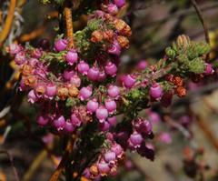 Erica bergiana bergiana