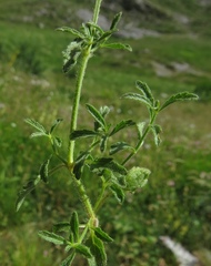 Stachys recta labiosa