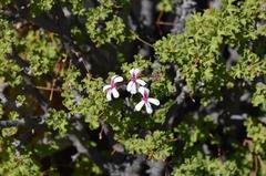 Pelargonium desertorum