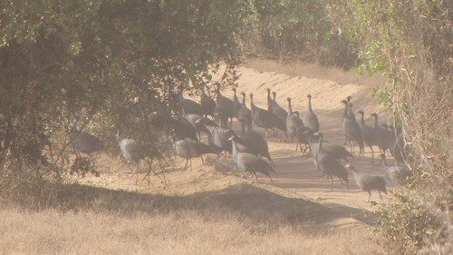 Vulturine Guineafowl