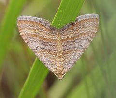 Mimoclystia pudicata