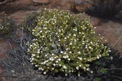 Phylica montana