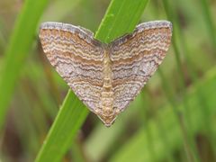 Mimoclystia pudicata