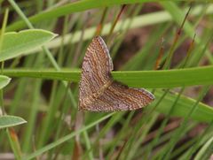 Mimoclystia pudicata