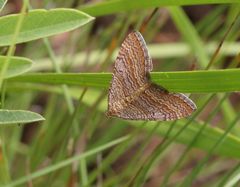 Mimoclystia pudicata