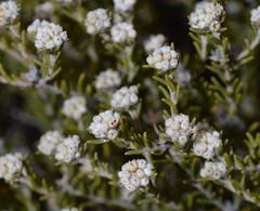 Phylica montana