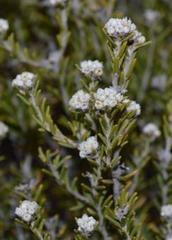 Phylica montana