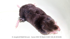 Scaptochirus moschatus