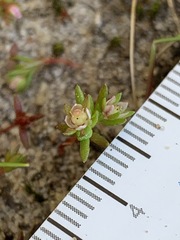 Crassula decumbens