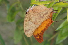 Polyura zoolina