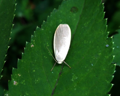 Eilema griseola