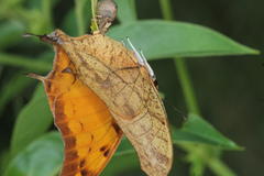 Polyura zoolina