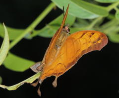 Polyura zoolina
