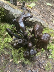 Craterellus cornucopioides