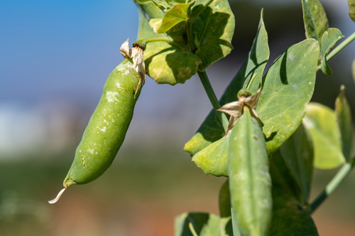 Common Pea