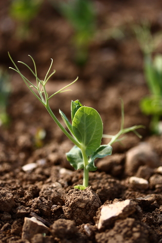 Common Pea