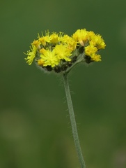 Pilosella cymosa