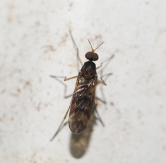 Sylvicola neozelandicus