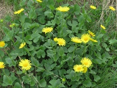 Doronicum columnae
