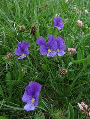 Viola eugeniae
