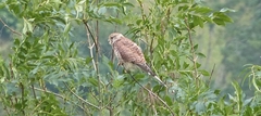 Falco tinnunculus