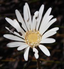 Gerbera tomentosa