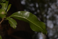 Acronychia littoralis