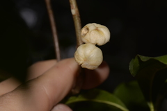 Acronychia littoralis