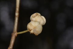 Acronychia littoralis