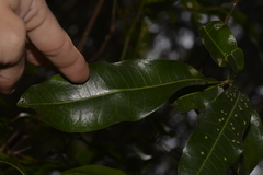 Acronychia littoralis