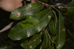 Acronychia littoralis