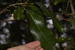 Acronychia littoralis
