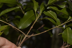 Acronychia littoralis