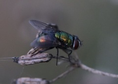 Diptera