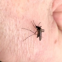Aedes camptorhynchus