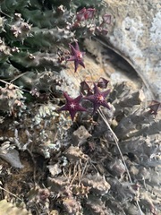 Ceropegia ubomboensis image