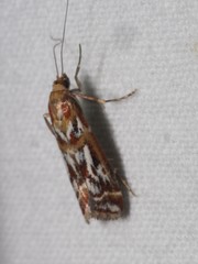 Acrobasis porphyrella