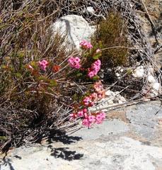Erica daphniflora daphniflora