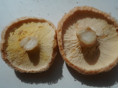 Hypomyces lithuanicus