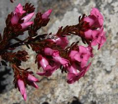 Erica daphniflora daphniflora