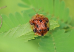 Laccoptera nepalensis